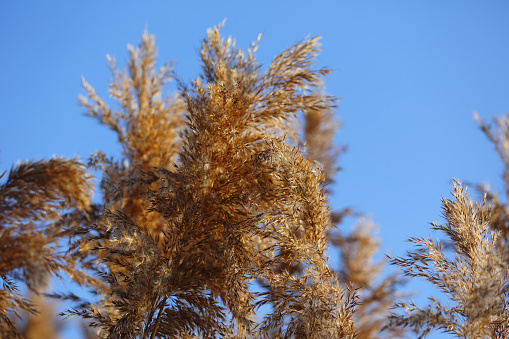 Dry reed on a sunny day in winter against a blue sky. It can be seen in a public park in the Goclaw housing estate in Warsaw.