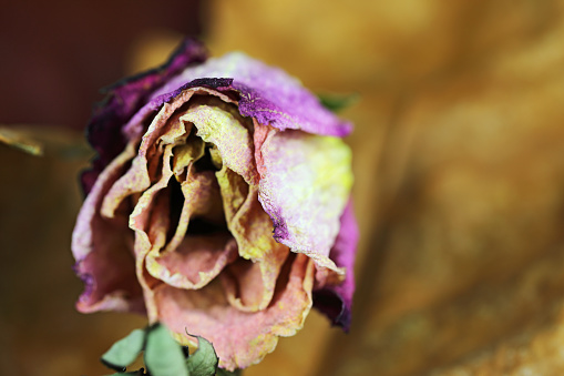 Still Life. A dried rose blossom is just one still life.