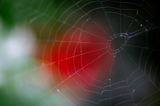 A spider web on a holly bush showing the refocused red berries in the background