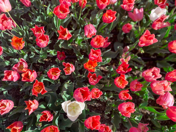 Flowerbed with blooming tulips of different colors.