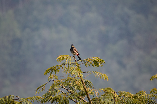 A red vented bulbul bird on tree top.
