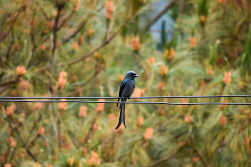 A black drongo bird sitting on a wire.