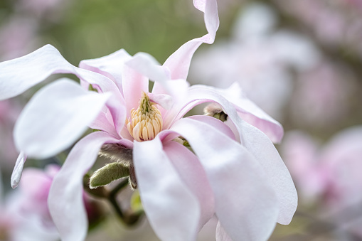 Close up photo of white-pink Magnolia stellate, flowers of a green spring park. blurred foreground