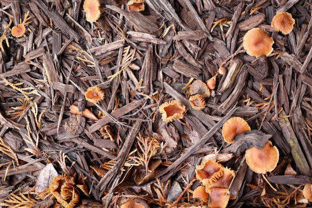Wild mushroom growing in mulch