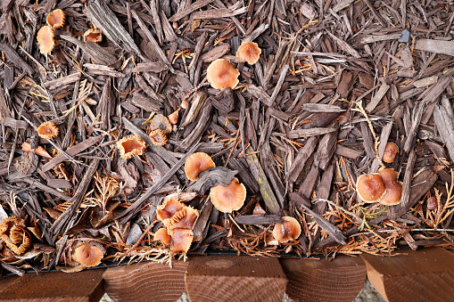Wild mushroom growing in mulch