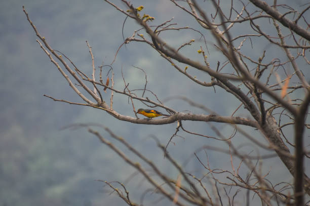 Yellow scarlet minivet bird sitting on a tree branch.