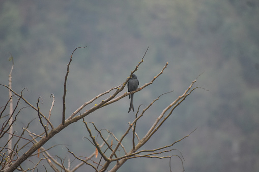 Ashy drongo bird sitting on a tree branch.