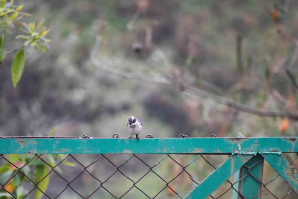 House sparrow bird perched on a basin in a garden