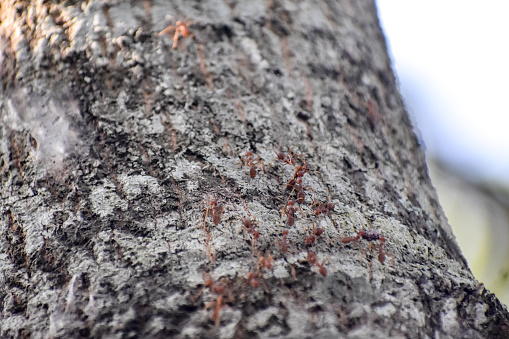 A group of red ants on a tree trunk.