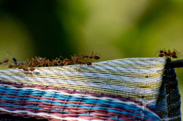 Group of red ants working.