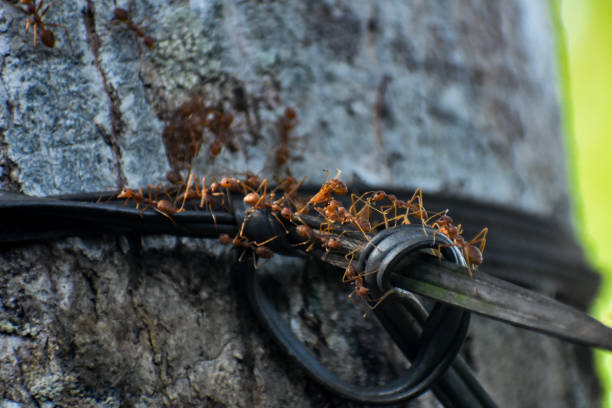Ant Climbing Bamboo Stick - animal behavior.