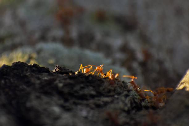 Ants on soil looking for food.