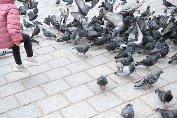 istock bait war of pigeon communities 2148418260
