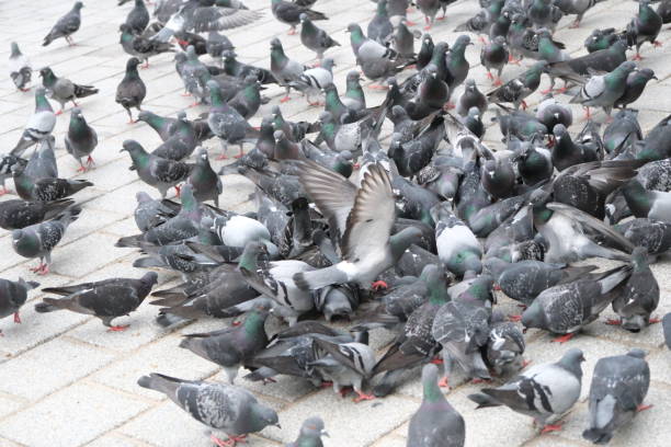 istock bait war of pigeon communities 2148418263