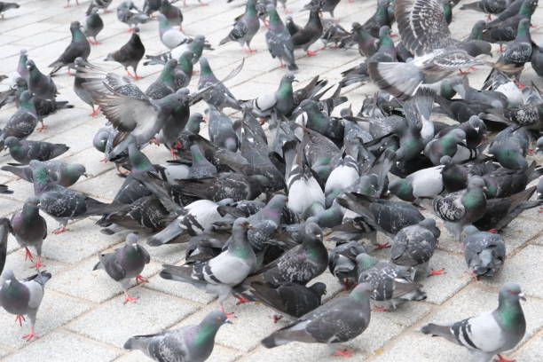 istock bait war of pigeon communities 2148418351