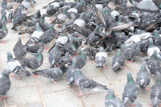 istock bait war of pigeon communities 2148418398