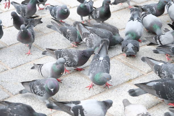 istock bait war of pigeon communities 2148418399
