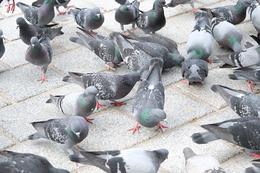 Istanbul pigeons fight for food in front of the mosque