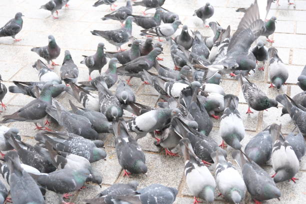 istock bait war of pigeon communities 2148418513