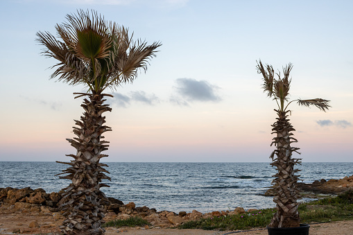 Two palms with damaged leaves from the wind, growing on the beach of Mediterranean sea. Calm mood at the sunrise, colored sky. Spiaggia Sibilliana, Marsala, Sicily, Italy.