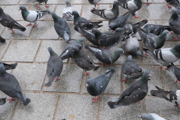 istock bait war of pigeon communities 2148418610