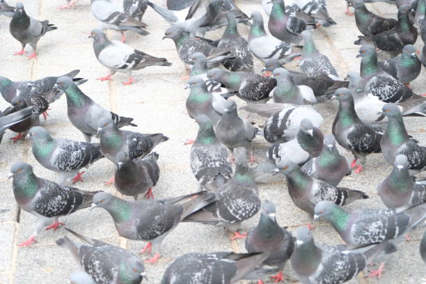 istock bait war of pigeon communities 2148418653