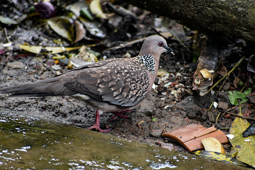 A spotted dove holding rice on its beak .