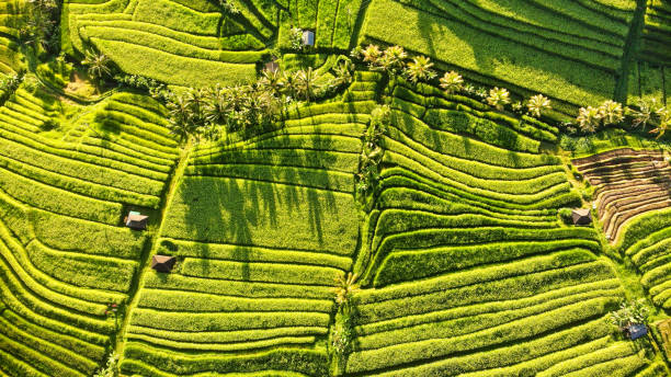 istock Aerial view of rice terraces top view 2148419038