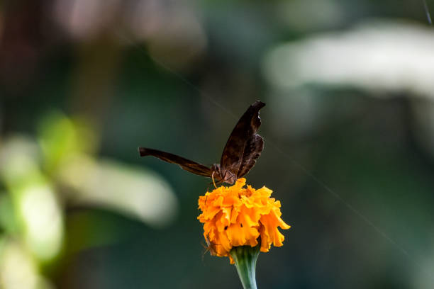 A butterfly sitting on a marigold flower.