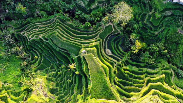 istock Aerial view of rice terraces 2148419064