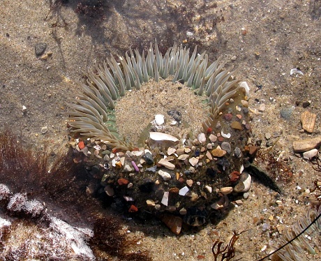 Sea anemone exposed at low tide