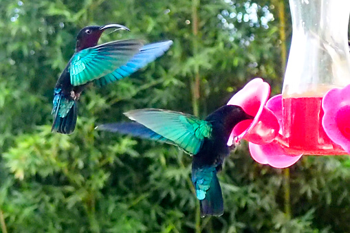 The hummingbird is a very small bird capable of flying backwards, which feeds mainly on the nectar of flowers and which lives on the beautiful island of Martinique – Madinina in Creole – nicknamed the island of flowers. French West Indies. FWI.
