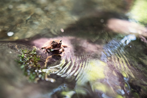 Closeup of a frog in a clean mountain stream in Calabria, Italy.
Shot with Nikon D850.