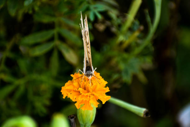 Butterfly on wildflower