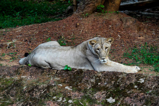 Lioness rearing