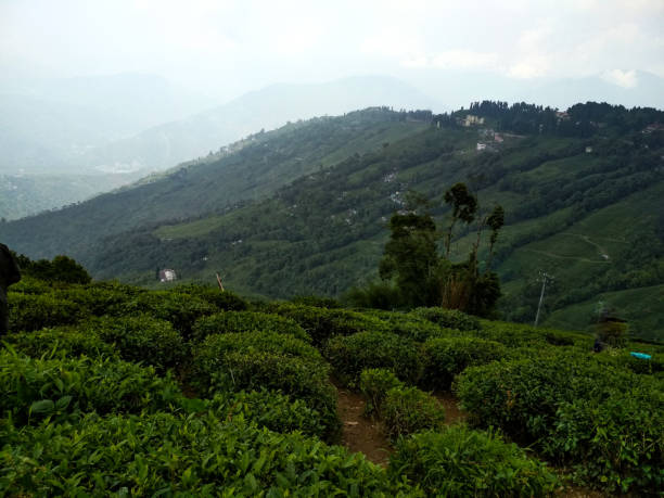 istock A beautiful tea garden in North Bengal. 2148420610
