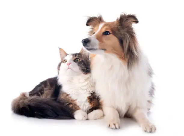 shetland dog ans maine coon cat shetland dog ans maine coon cat
