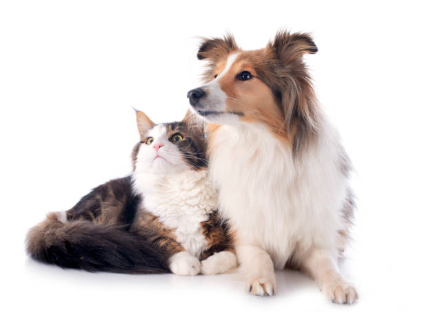 istock shetland dog ans maine coon cat 2148422440