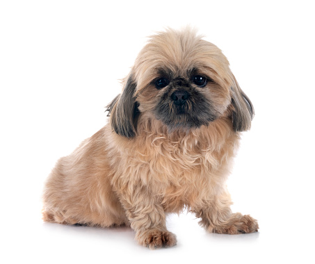 shih tzu in front of white background