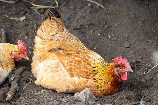 Free range chicken laying eggs in dark earth on family farm in Austria