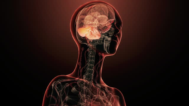 Human brain cerebellum anatomy.