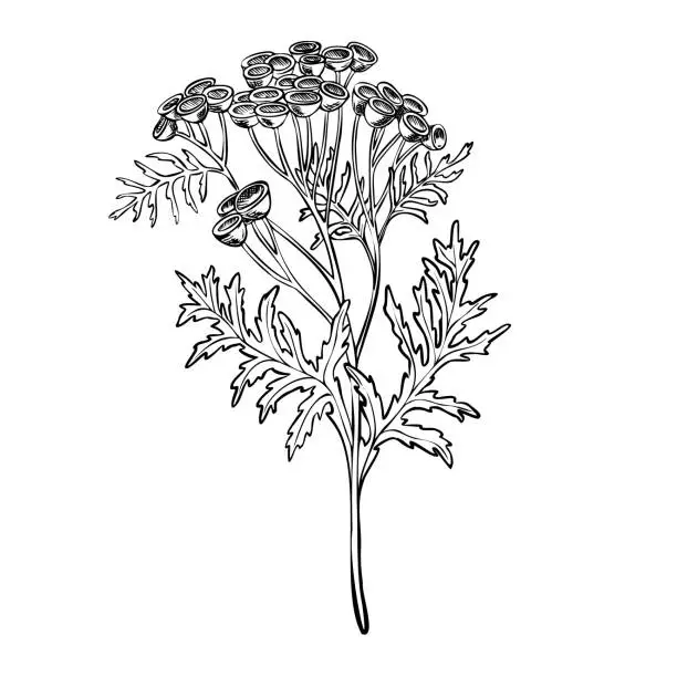 Vector illustration of Tansy Flower vector illustration. Botanical drawing of herb on isolated background. Etching of Immortelle. Engraving of medicinal plant with leaves painted by black inks in linear style