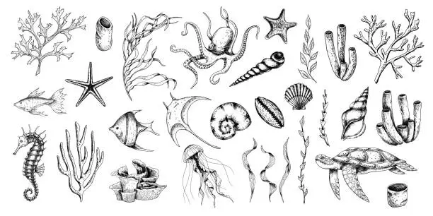 Vector illustration of Sea Animals vector set with seaweeds, corals and seashells. Drawing of underwater life with seahorse and turtle in line art style. Engraving of octopus and jelly fish. Graphic etching of manta ray