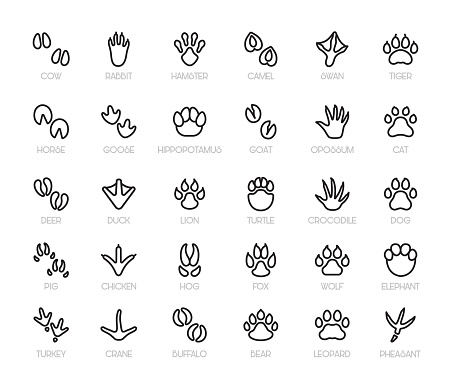 Animal footprints. Collection of animal footprint icons, featuring a variety of animal tracks perfect for educational materials, wildlife projects, and graphic designs. Each icon is crafted with an editable stroke, allowing you to customize the thickness and style to match your creative needs.