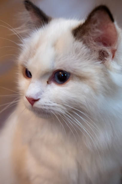 istock Cute, small Ragdoll cat. 4 months old 2148425486