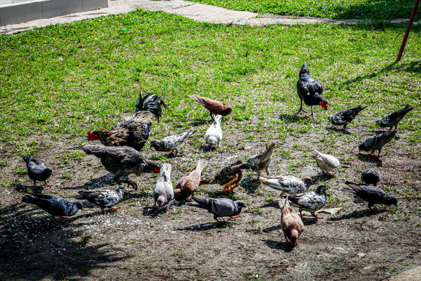 Close-up shot Flock of geese in the backyard farm. concept : geese in nature, goose migration,group of geese, goose behavior,