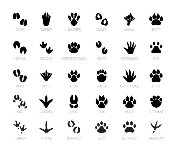 Animal Footprints Line Icons Set, Editable Stroke Animal footprints. Collection of animal footprint icons, featuring a variety of animal tracks perfect for educational materials, wildlife projects, and graphic designs. Each icon is crafted with an editable stroke, allowing you to customize the thickness and style to match your creative needs. lion feline stock illustrations