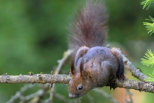 cute wild european squirrel on a branch (Sciurus vulgaris)