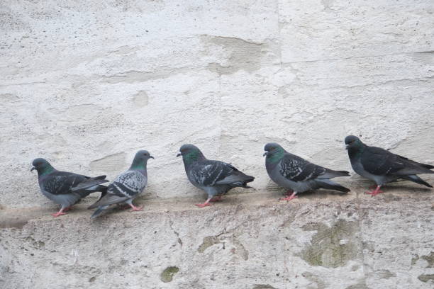 istock black pigeon family sunbathing 2148426982