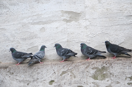 black pigeons are resting by the wall